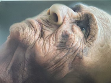 El cuerpo en la geografía de una memoria — último retrato de Emma